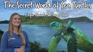 The Secret World of Sea Turtles: Marine Biology | Virgin Islands National Park