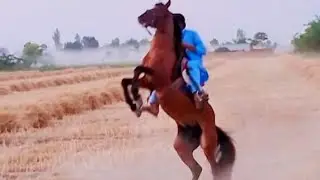 بغیر پریکٹس کے گھوڑے دوڑانے پہنچ گئے 😁