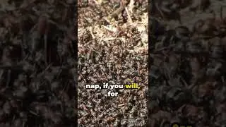 Ants' Power Nap: An 8-Minute Phenomenon! 😮😮😮 MUST WATCH