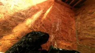 Varanus Dumerili swimming, and interacting