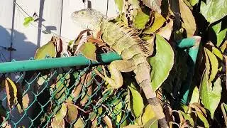 Una iguana rescatada volvi&oacute; a la vida.  #fypyoutube #iguanas 