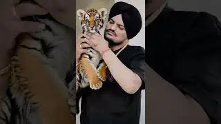 @punjabilegend0008.#Punjabi legend 0008. #Sidhu Moose Wala Song.#punjabi.#sidhumoosewala