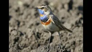 try to hear this Bluethroat