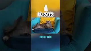 El Gato y sus Misterios #animales #mascotas #gatos