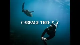 Freediving Cabbage Tree Bay: A Year Beneath