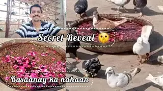 Gola Kabootar basane ka number 1 nahaan | All seasons dhamaky daar nahaan | @Pigeon flight club