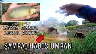 Ini Musimnya!!! Bila Kemarau Masa Yang Paling Sesuai Buru Ikan Puyu | Ikan Berkumpul Jadi Kelaparan