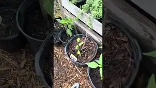 August Garden Update