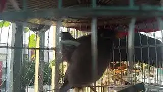 Chim Sáo Gọi Bầy !