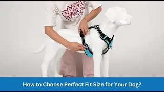 How to choose Perfect Fit Size Harness for Your Dog?