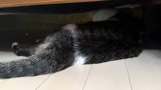 世界一可愛いヘビの正体！（I Found the World&rsquo;s Cutest Snake&hellip; Under My Sofa 🐍）
