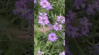White-lined Sphinx Moth in Garden