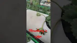 🍓 Strawberry in a pipe