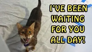Cats Welcoming Owners Home 2017 [NEW]