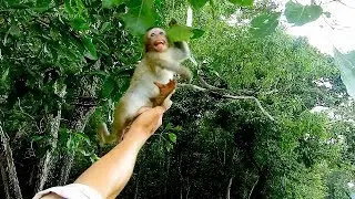 Cameraman save tiny baby monkey Lola from cruel Brinn, Lola cry scare falling down from high tree