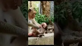 Monkey species: The mother monkey got annoyed when her baby monkey cried, so she kicked it away.
