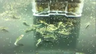 Desert Goby 8-August-2012