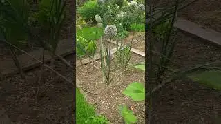 Fleur d artichaut