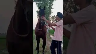 stallion imran horse 🐎❤️ pind sauja singhstudfarm ❤️ #reels #shortsyoutube #trending #viral