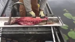 Cleaning Gar Fish for Gar Balls with Dale P Bordelon