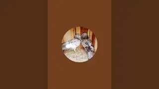 Alamgir SK YouTube channel is live