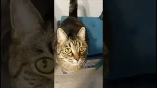 Funny cats 42-10