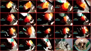 Candling Chicken Eggs Day 1 to 21