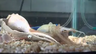 Octopus bimaculoides: Arms and Suckers