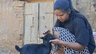 आज हम आए थे आलू निकालने | Village LIFE 