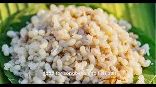 Weaver Ant Egg Side Dish (Tugas B. Ing TL) 