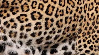 Incredible camouflage of the natural world: 2. DISRUPTIVE COLOURATION