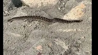 ASL sign for Snake