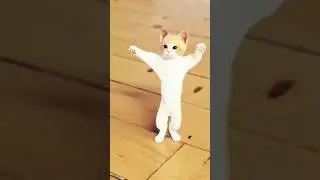 Chunni mai.. Cat dance..#happynewyear..