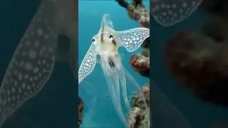 Sea Angel (Clione) &mdash; transparent predator with hidden jaws