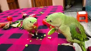 Mithu talking parrot eating fruit 🍓🍓