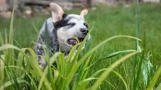 Vet Explains Why Dogs Eat Grass&mdash;and How to Handle It