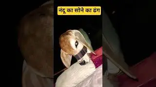 नंदू का सोने का ढंग #viralvideo #नंदू #funny #xcom #comedy #facts