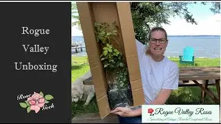 🌹Unboxing Roses from Rogue Valley Roses/ How to Harden a rose/ What is a 