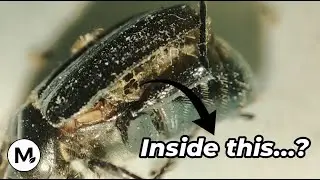 Macro Life: Silent Workers | Close-up Shot of Ants Preying on a Beetle Carcass for Deep Relaxation