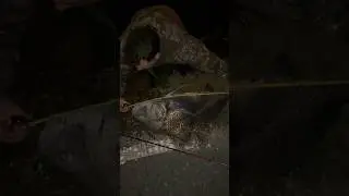 Monster black drum caught in hopedale LA