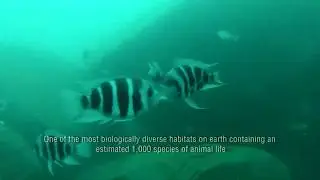 Nsumbu Tanganyika Conservation Project - Zambia