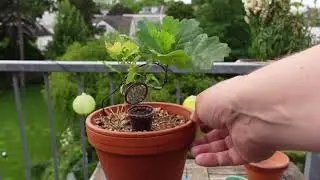 ASMR | Growing Bonsai from Oak Seedling Complete Growing Season S1E10