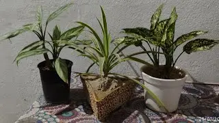 live #Livestream#kuldeepbonsai I am  terrace garden flowering plant and bonsai plant #live