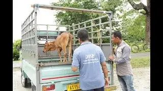 Post Flood Veterinary Support at Howly, Barpeta, Assam