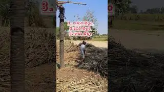 చెరుకులు+బెల్లం| min:5kg max:no limit | 9154254667 | #citylife #villagelife #viral #trending #trend