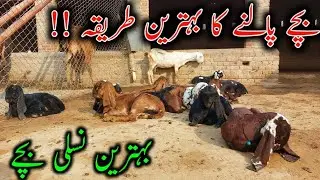 How To Care Baby Goats In Winter - Goat Baby Kids Care in Winter