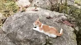 Angata's Solo Play | Funny Cats