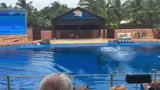 Spectacular Dolphin Jumps at uShaka Marine World | Durban's Must-See Marine Show!