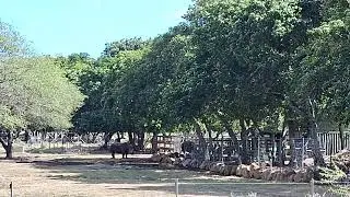 Casela wildlife and nature park, Mauritius