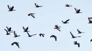 How Do Birds Fly?